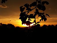 Die Sonne